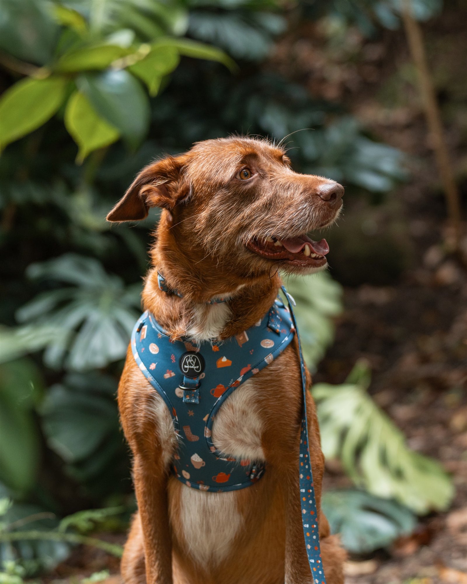 Puppy Lover Harness