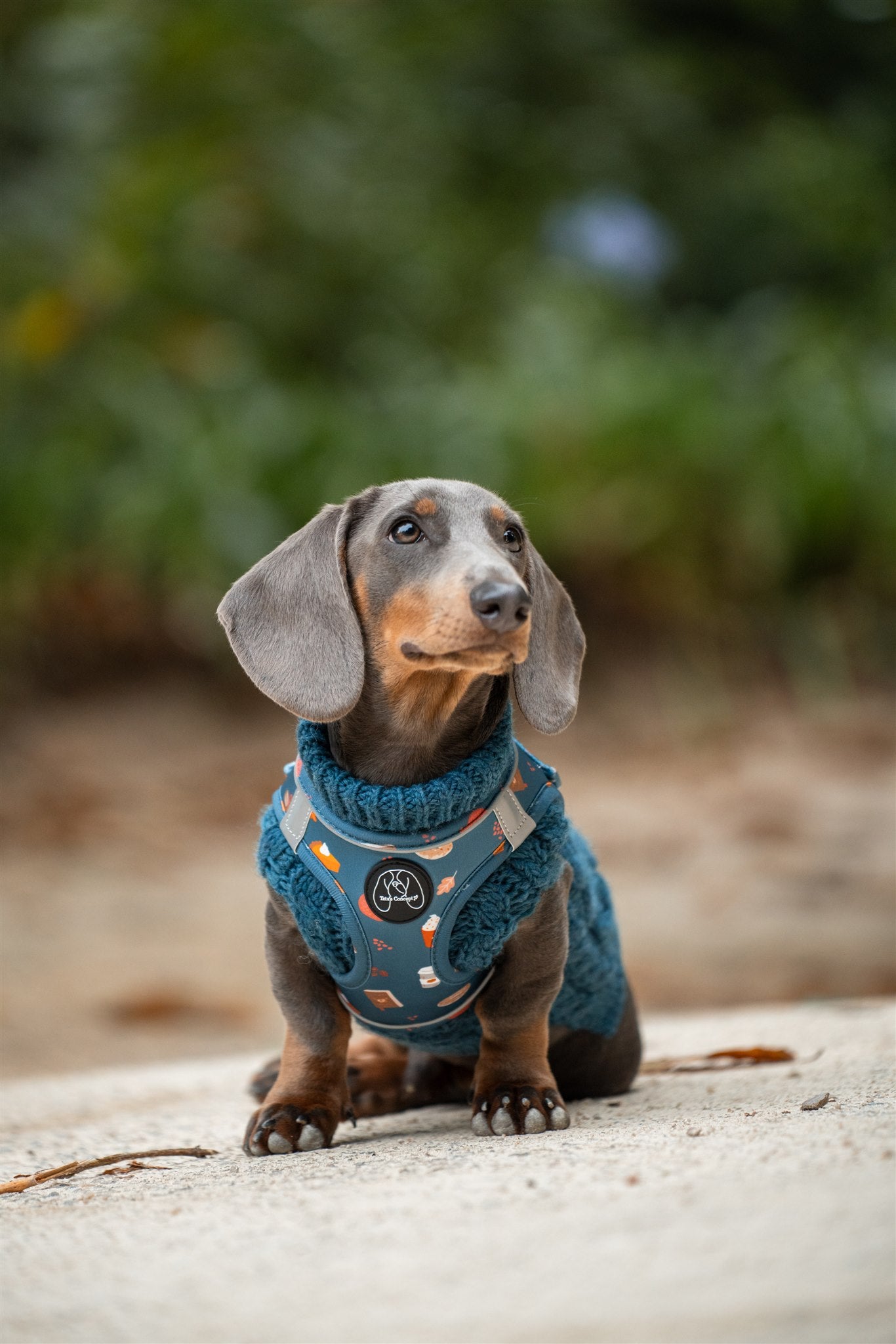 Puppy Lover Body Chest