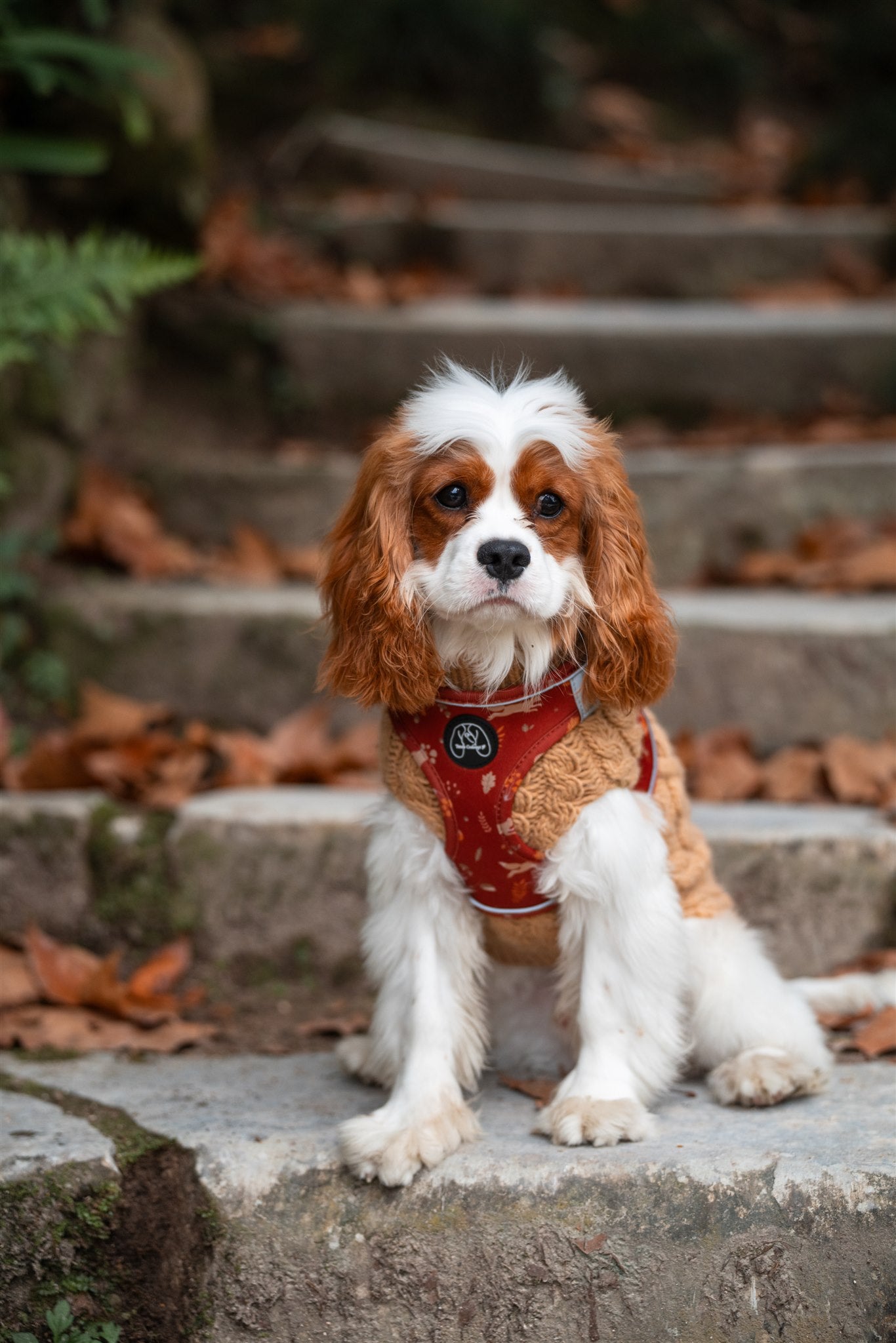 Puppy Lover Harness