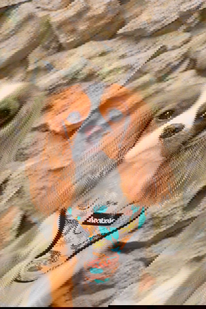 Peitorais - Tata's Concept ®️
