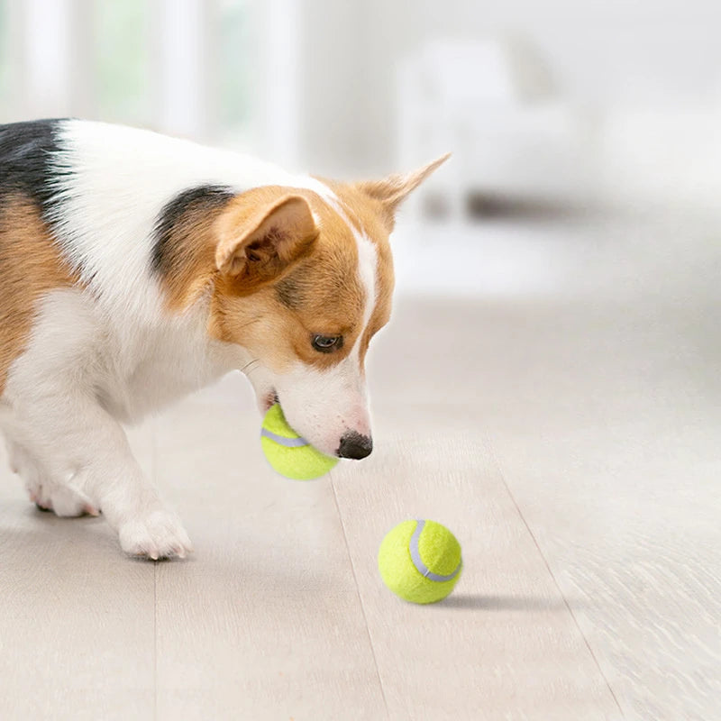Bola Pet