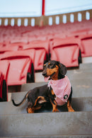 Bandana refrescante Coleção SLB Riscas para cão - Produto Oficial Benfica - Tata's Concept