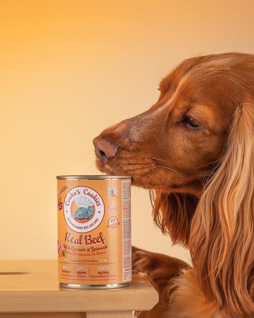 Comida Húmida Cão - Tata's Concept ®️