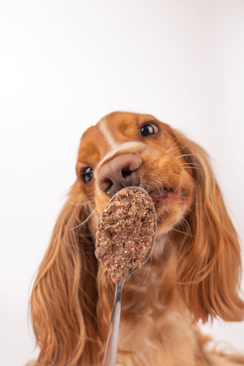 Comida Húmida Cão - Tata's Concept ®️