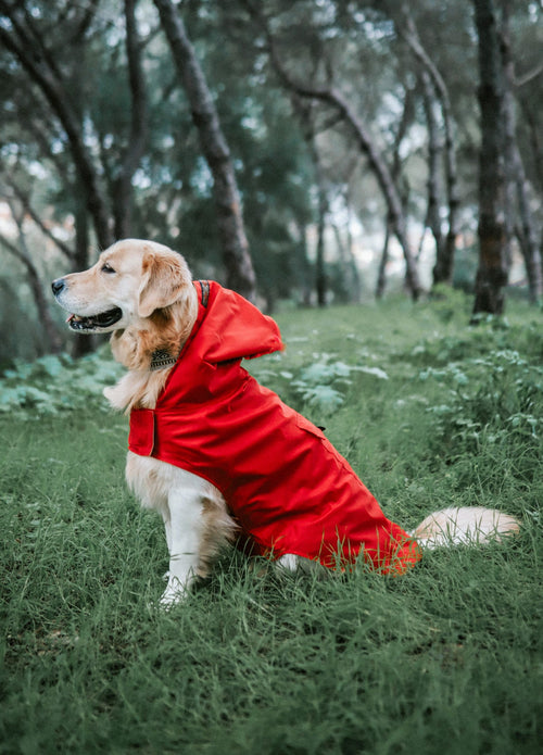 Gabardine com capuz - Tata's Concept ®️