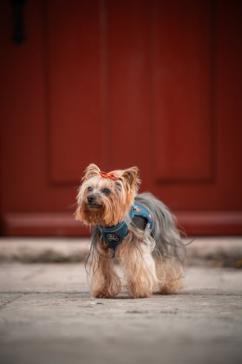 Arnés Body Puppy Lover