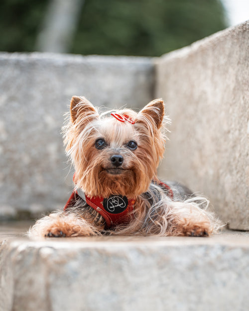 Arnés Body Puppy Lover