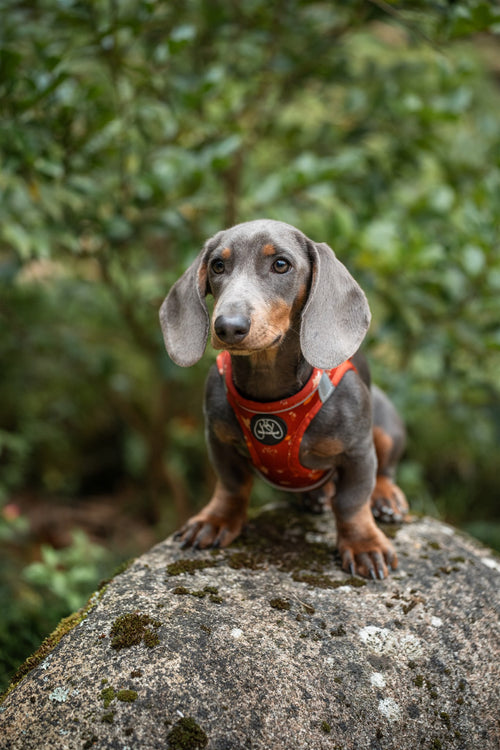 Arnés Body Puppy Lover