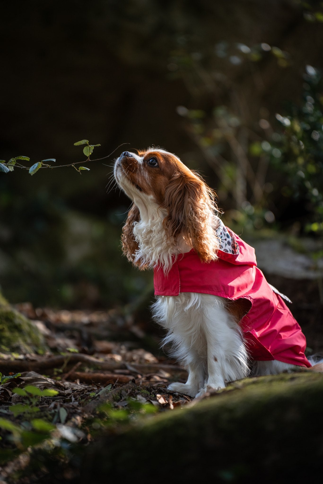Gabardine Rosa com capuz