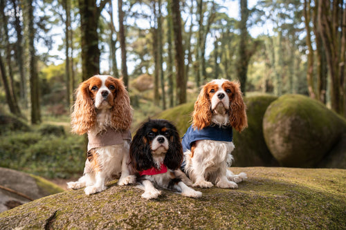 Gabardina con capucha
