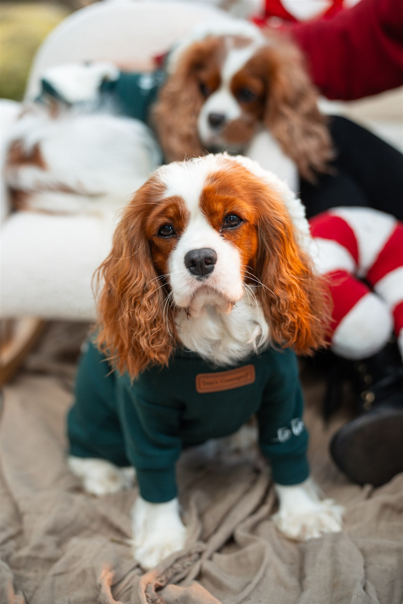Sudadera con capucha para mascotas MERRY WOOFMAS 