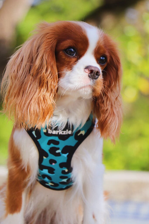 Peitorais - Tata's Concept ®️