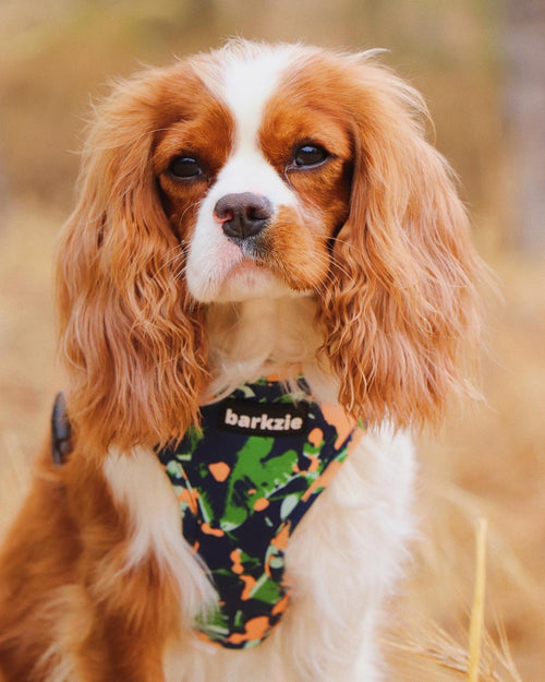 Peitorais - Tata's Concept ®️