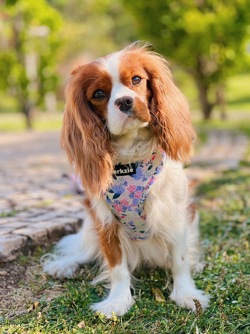 Peitorais - Tata's Concept ®️