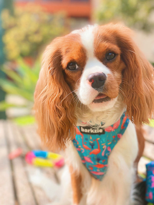 Peitorais - Tata's Concept ®️