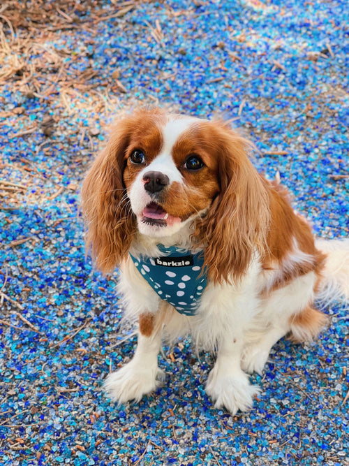 Peitorais - Tata's Concept ®️