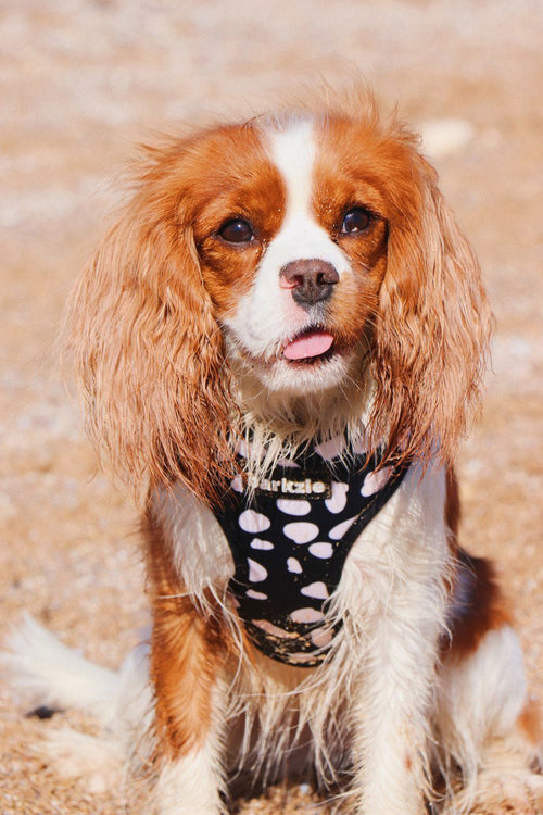 Peitorais - Tata's Concept ®️