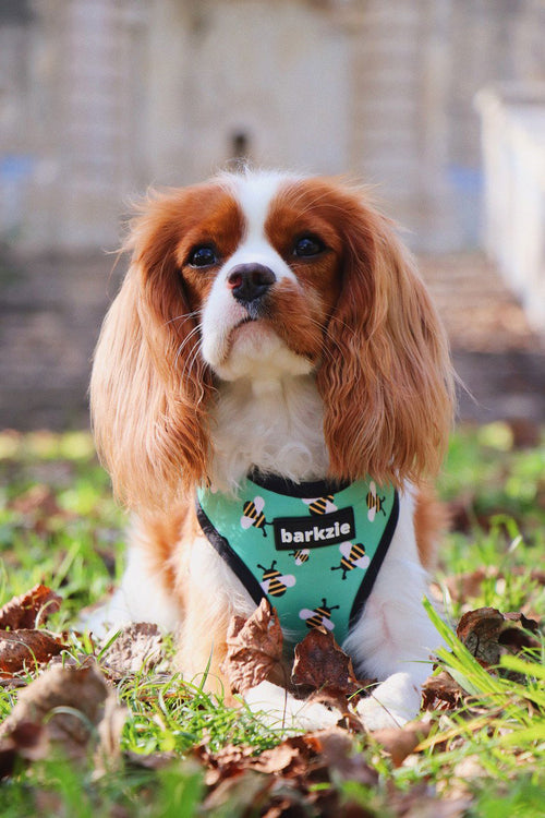 Peitorais - Tata's Concept ®️