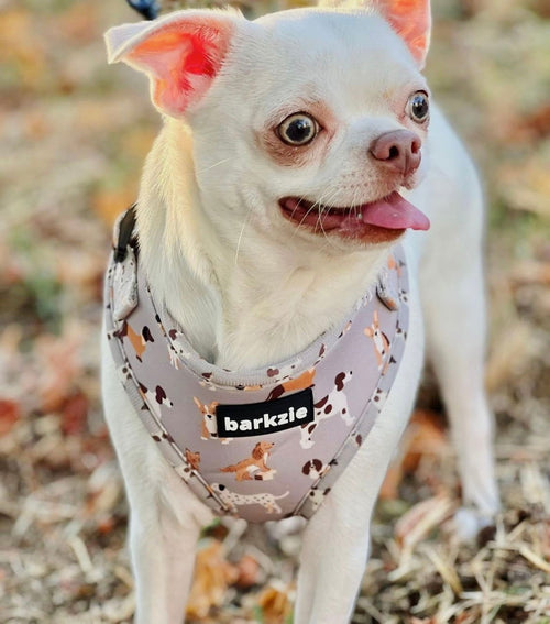 Peitorais - Tata's Concept ®️