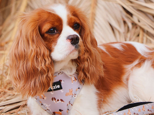 Peitorais - Tata's Concept ®️