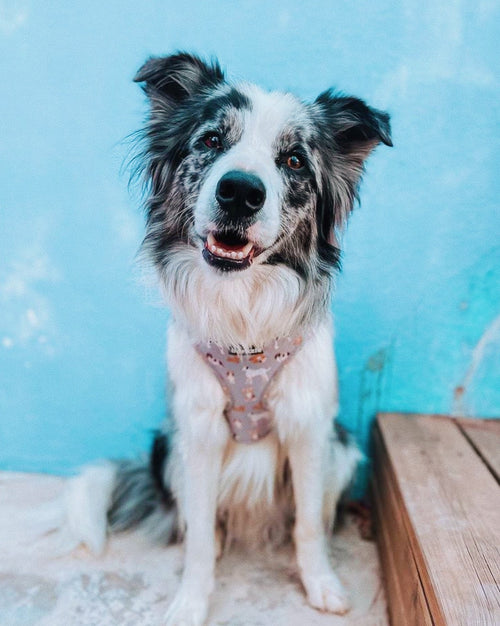 Peitorais - Tata's Concept ®️