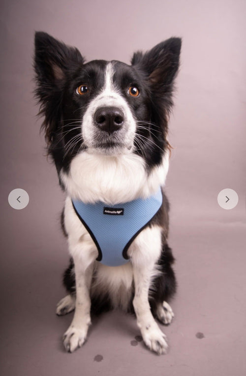 Peitoral Solidário Animalife - Tata's Concept ®️