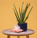 Toalhitas Aloe vera e Camomila - Tata's Concept ®️