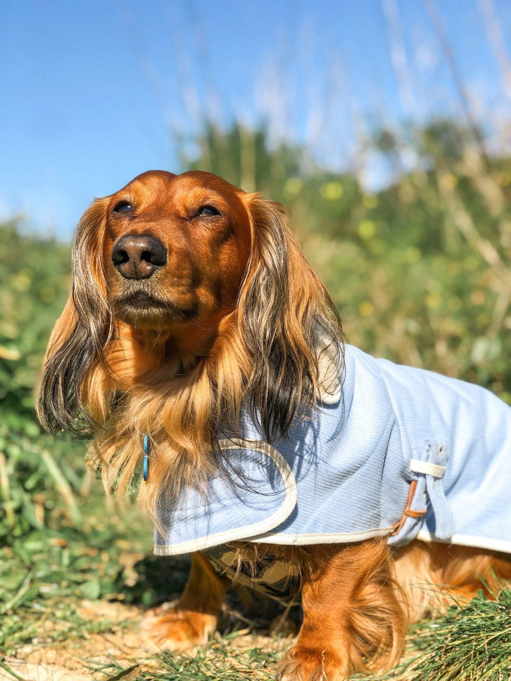 Capas Belém para Perros