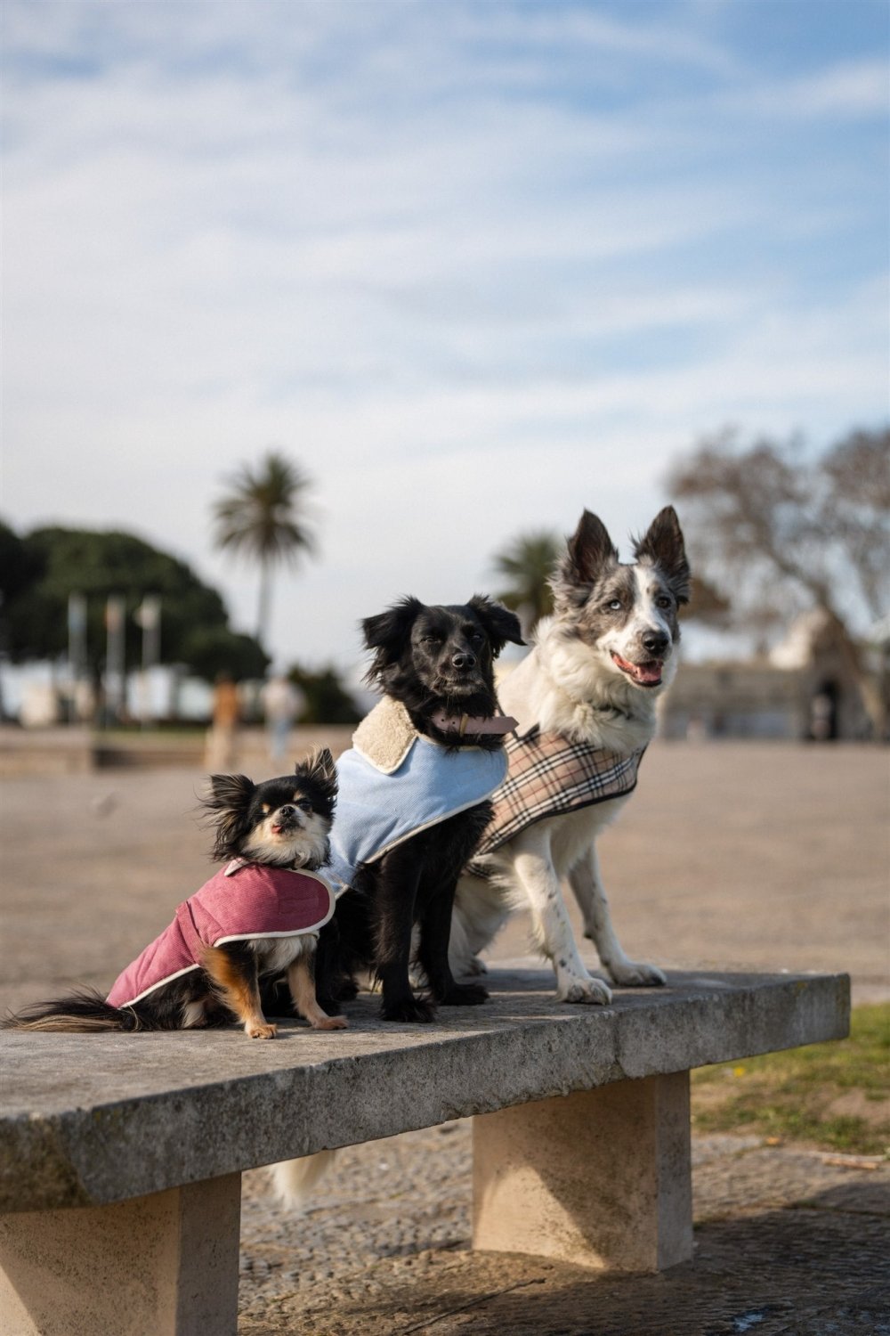 Capas Belém para Perros