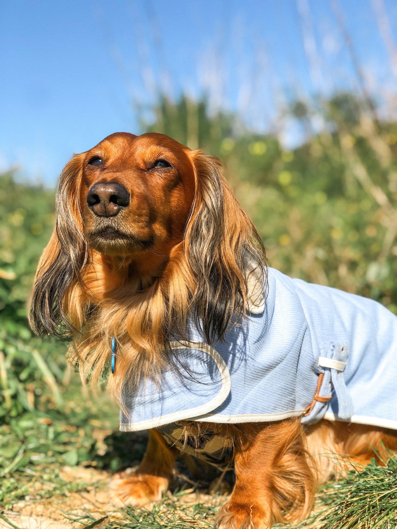 Belém Capes for Dogs
