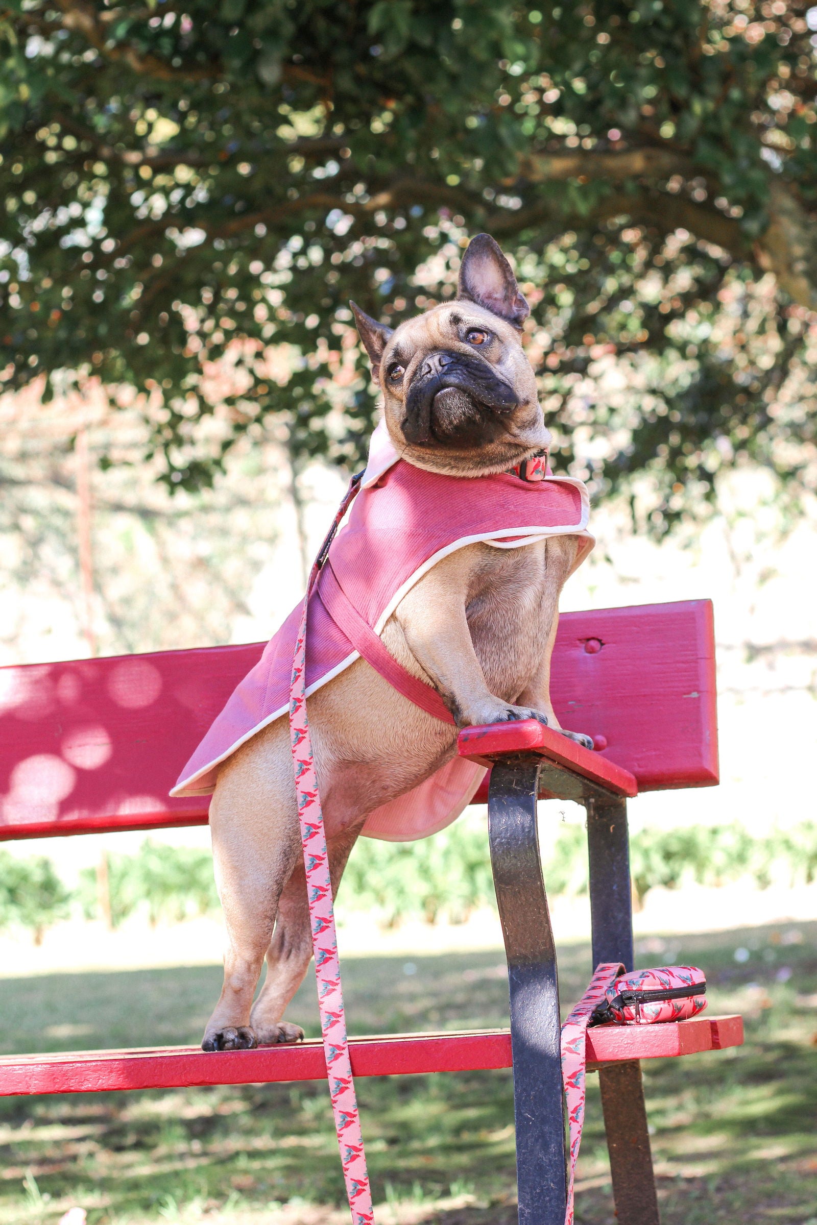 Capas Belém M Rosa para cão — Tata's Concept