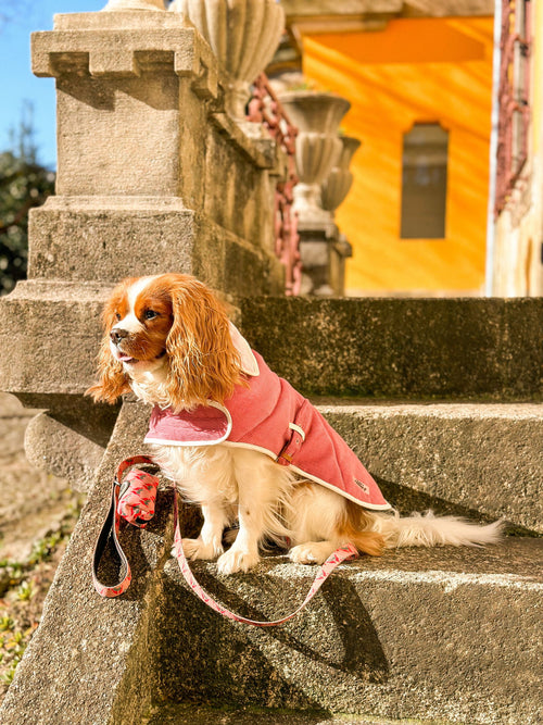 Capas Belém para cão abertura coleira — Tata's Concept