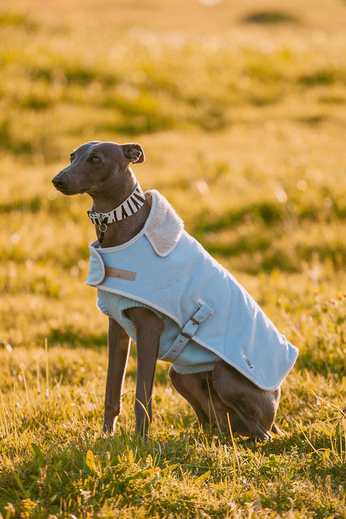 Capas Belém para cão costas — Tata's Concept