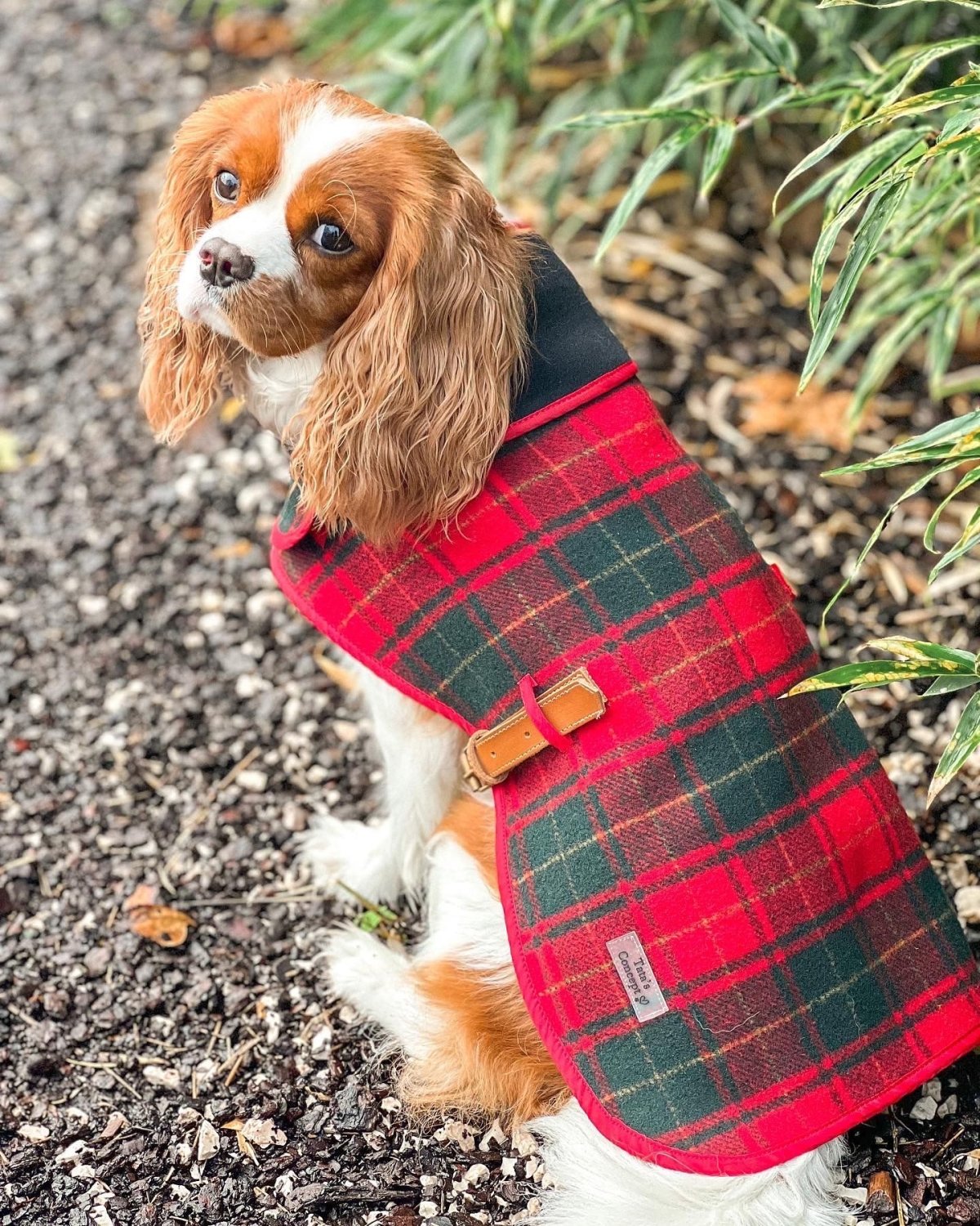 Capas Foz para Perros