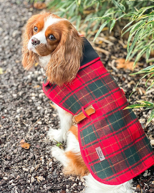 Capas Foz Xadrez Vermelho para cão — Tata's Concept