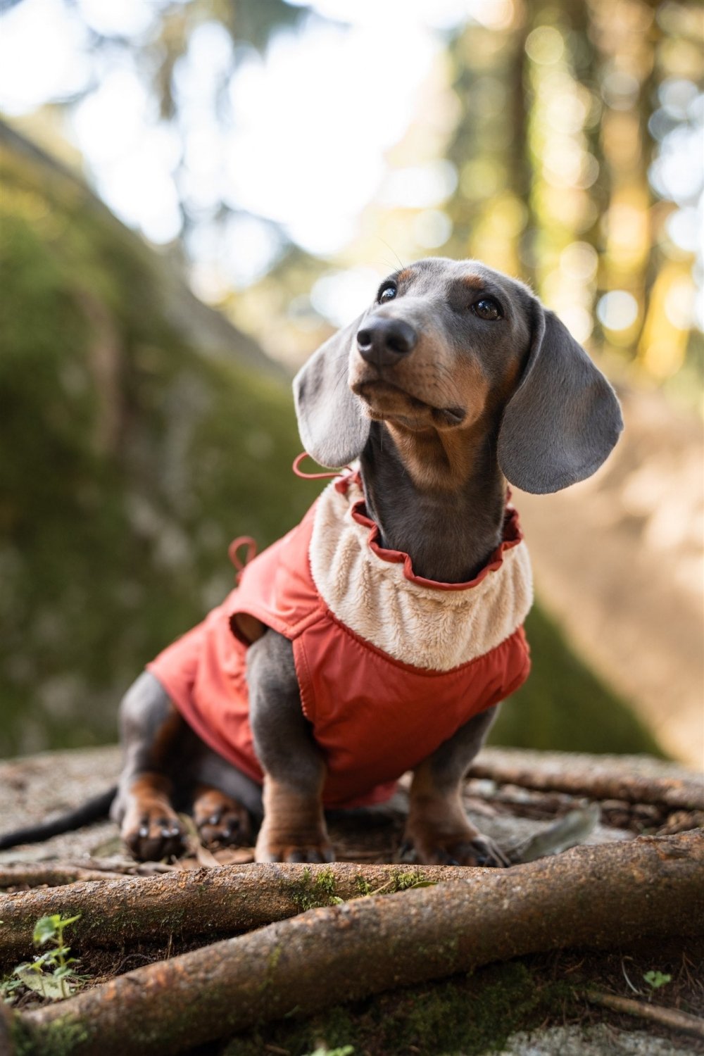 Chubasquero Coral para Perros