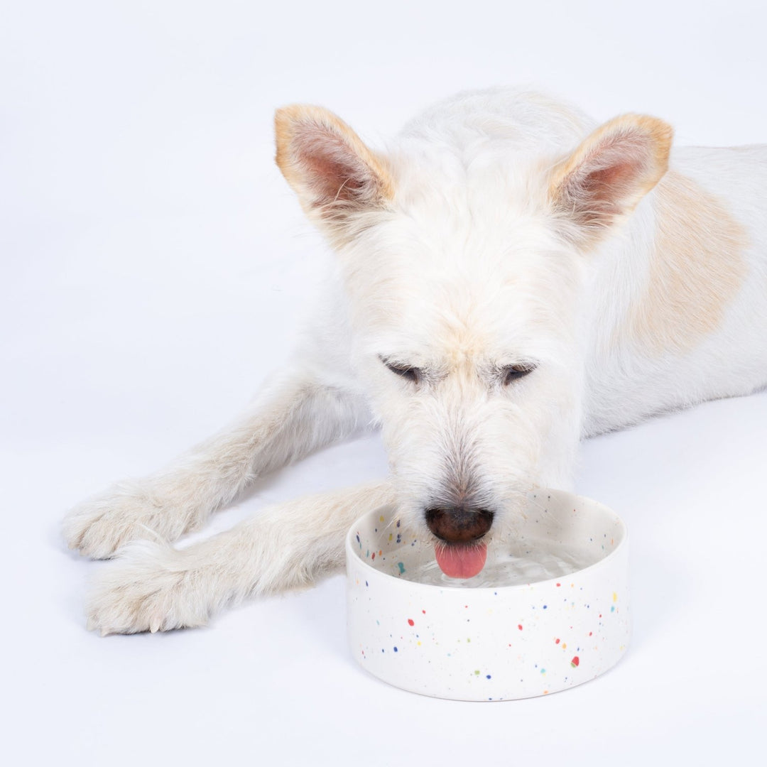 Set of 2 Pet Bowls - White (14cm)