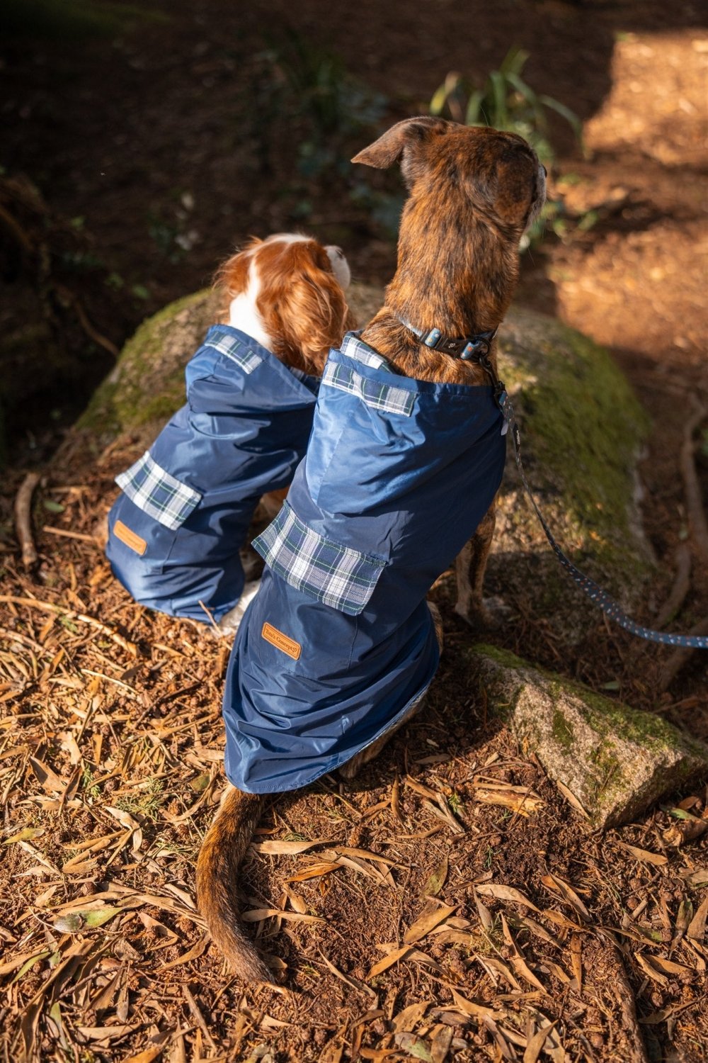 Chubasquero Azul con Capucha para Perros