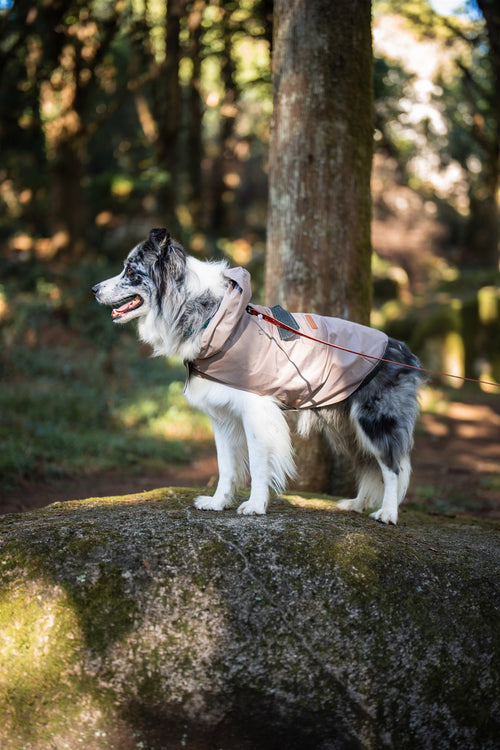 Gabardine Bege com capuz L para cão — Tata's Concept