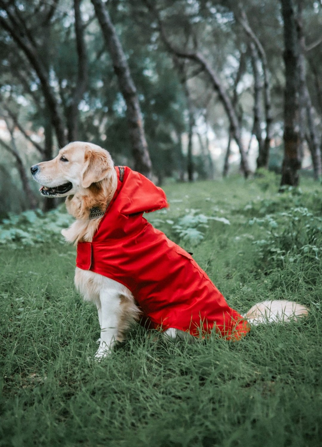 Chubasquero Rojo con Capucha para Perros