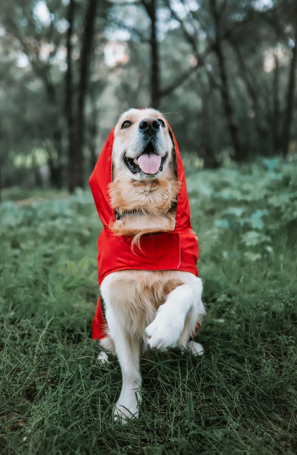 Chubasquero Rojo con Capucha para Perros