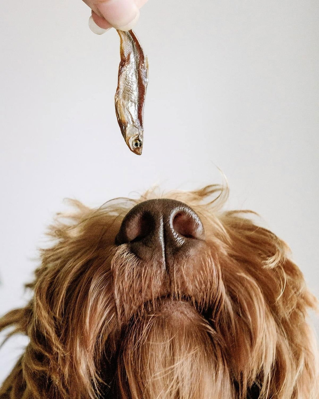Gone Fishing Dehydrated Sprat Snack by Cooka's Cookies