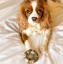Life-Savers para cão embalagem — Cooka's Cookies