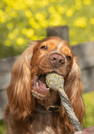 Classic Lollipops Dog Snack by Cooka's Cookies