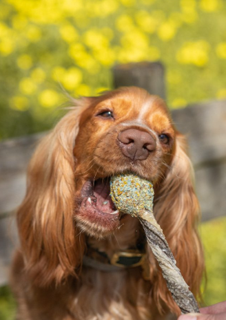 Lollipops Clássicos para cão embalagem — Cooka's Cookies