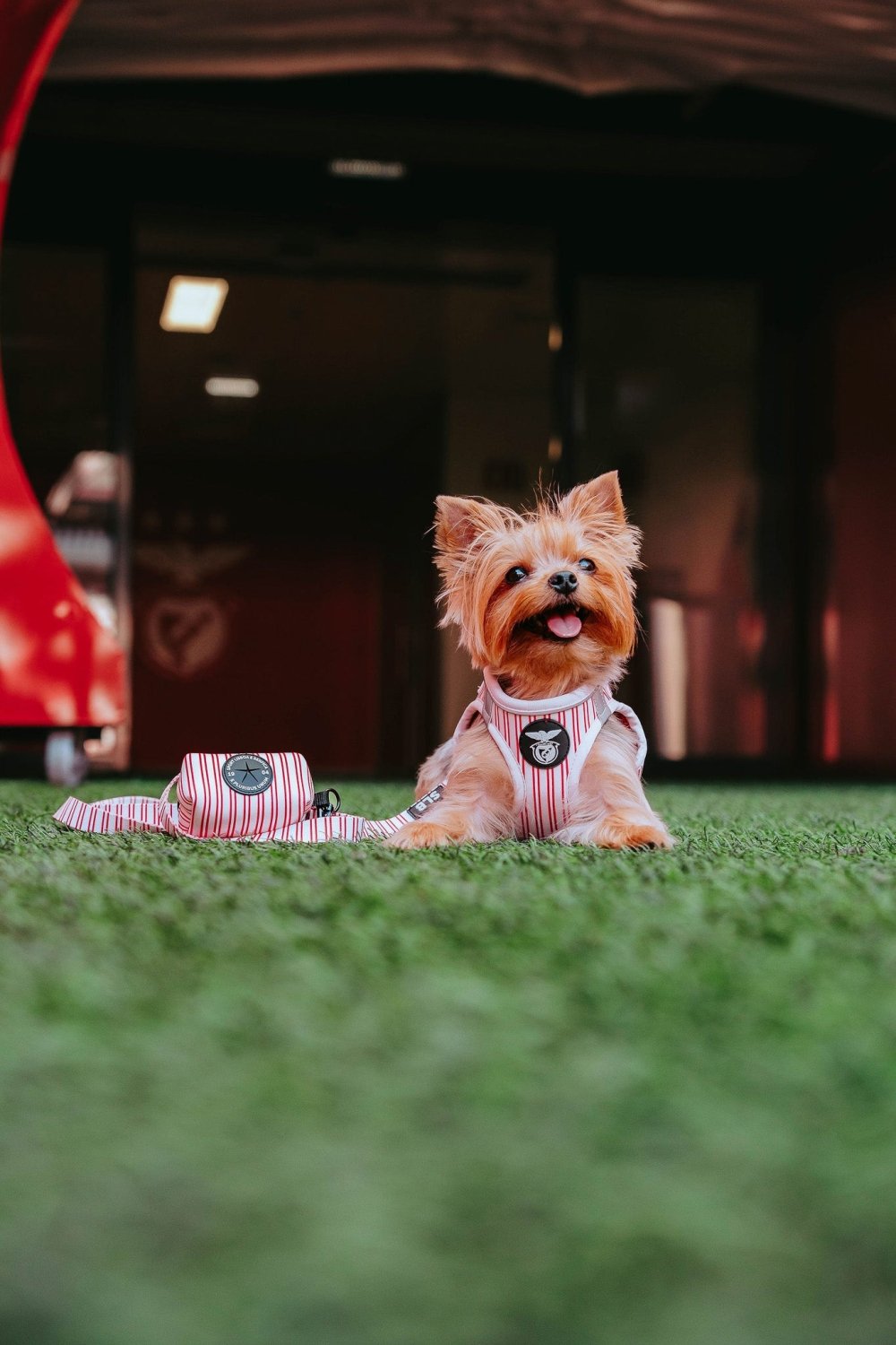 Pack Peitoral Body Coleção SLB Riscas para Cão | Produto Oficial Benfica | Tata's Concept