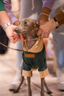 Pet Hoodie I WOOF YOU Verde M para cão — Tata's Concept