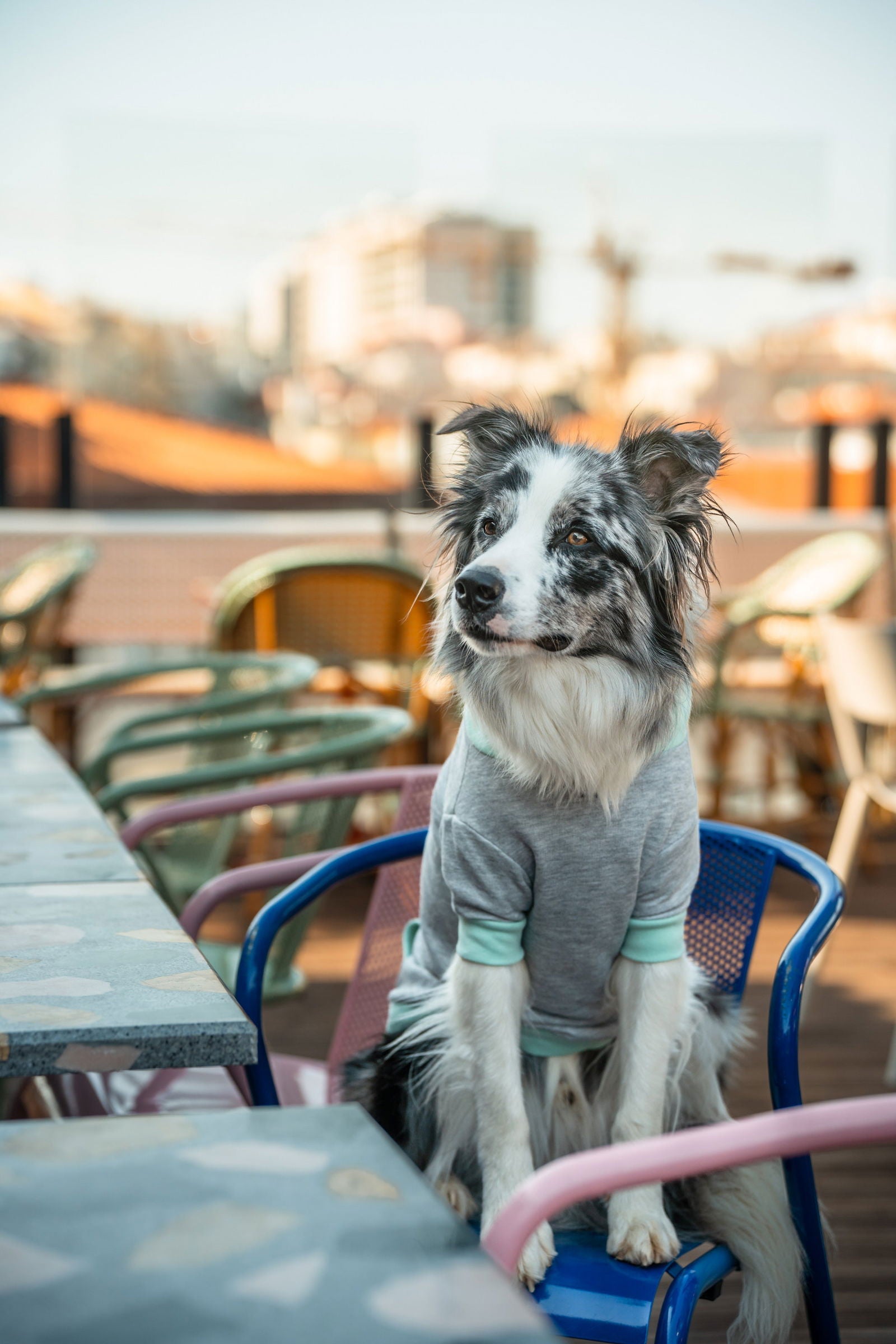 Pet Hoodie L Aqua para cão — Tata's Concept