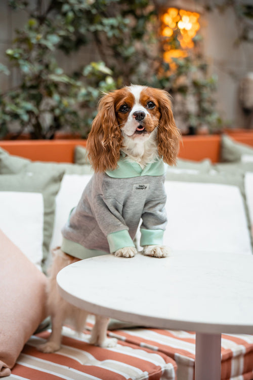 Pet Hoodie M Aqua para cão — Tata's Concept