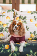 Pet Hoodie M Framboesa para cão — Tata's Concept